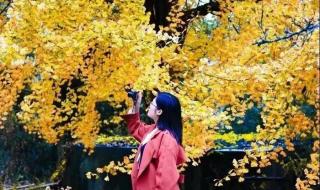 小度的隐藏玩法 小度的隐藏玩法