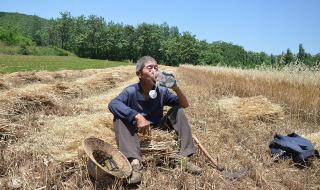 洋葱晶的制作方法 洋葱晶的制作方法